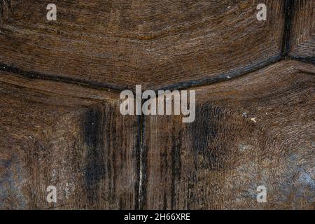 Schildkröte Shell Hintergrund. Nahaufnahme des Makros. Karapasige Texturdetails. Hochwertige Fotos Stockfoto