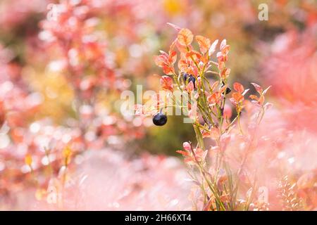 Reife europäische Blaubeere, Vaccinium myrtillus-Beere inmitten von rosa Blättern im Herbst bei Salla, Nordfinnland. Stockfoto