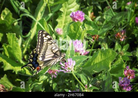 Schwalbenschwanz Schmetterling auf einem roten Kleeblatt im Garten Stockfoto