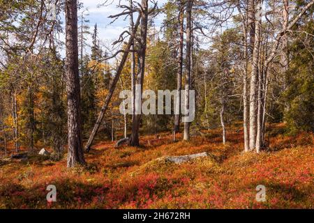 Ein herbstlicher Taigawald mit altem Wachstum und warmem und farbenfrohem Waldboden bei Herbstlaub in Nordfinnland bei Salla. Stockfoto