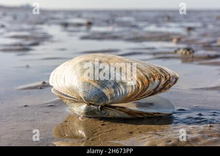 Sandgaper im Wattenmeer in Cuxhaven, Deutschland Stockfoto