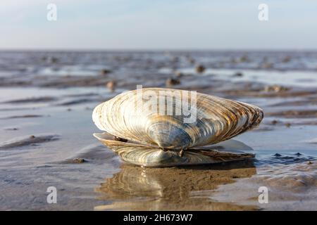 Sandgaper im Wattenmeer in Cuxhaven, Deutschland Stockfoto