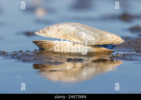 Sandgaper im Wattenmeer in Cuxhaven, Deutschland Stockfoto