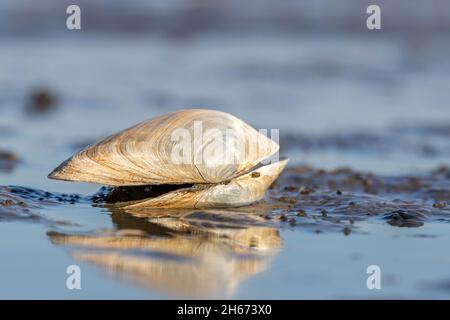 Sandgaper im Wattenmeer in Cuxhaven, Deutschland Stockfoto