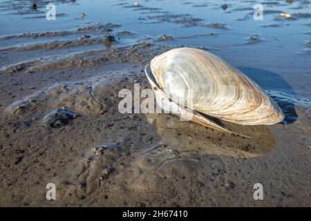 Sandgaper im Wattenmeer in Cuxhaven, Deutschland Stockfoto