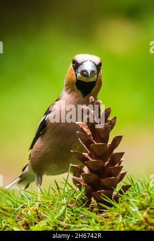 Nahaufnahme eines männlichen hawfinch Coccothraustes coccothraustes Vogel Fütterung einer PINECONE. Natürliches Tageslicht Stockfoto