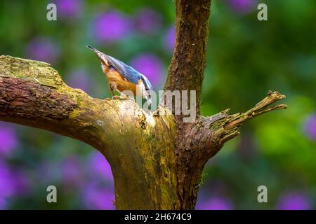 Nahaufnahme eines eurasischen Aktatches oder Holz-Aktatschvogels Sitta europaea, der auf einem Ast thront und in einem Wald auf Nahrungssuche geht. Selektiver Fokus wird verwendet Stockfoto