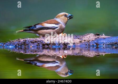 Nahaufnahme eines weiblichen hawfinch Coccothraustes coccothraustes Vogel in einem Wald thront. Selektiver Fokus und natürlichem Sonnenlicht Stockfoto