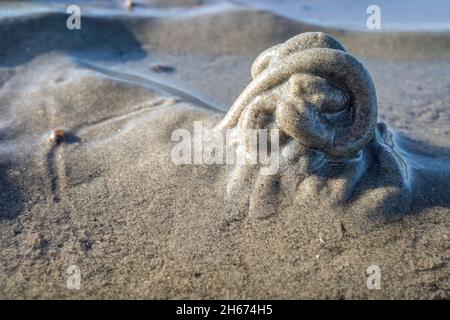 Lungworm im Wattenmeer in Cuxhaven, Deutschland Stockfoto