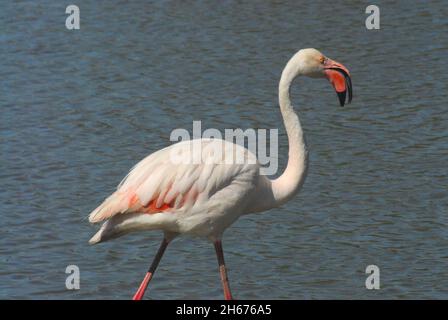 Extreme Nahaufnahme eines wunderschön bunten, wilden Flamingo, der durch die Rhone-Gewässer in der Nähe von Saintes-Maries-de-la-Mer, Frankreich, watet. Stockfoto