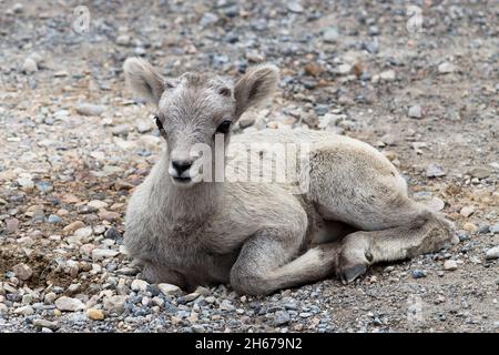 Junges Baby Dickhornschafe in Kies liegend, heller Hintergrund, monoton Stockfoto