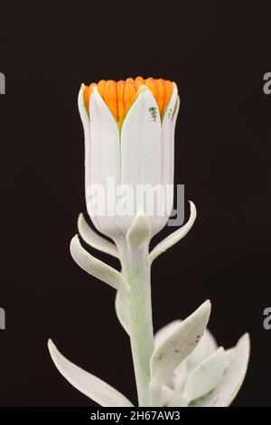 Sukulente Pflanze: Senecio cepalophorus Stockfoto