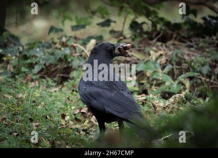 Eine Krähe im Sommer auf einem Friedhof in Jena, Kopierraum Stockfoto