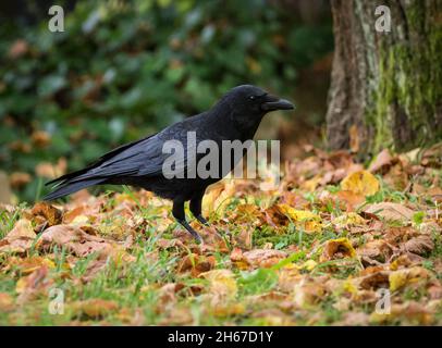 Eine Krähe im Sommer auf einem Friedhof in Jena, Kopierraum Stockfoto