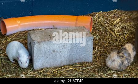 Zwei niedliche Meerschweinchen, die in ihrem Käfig mit einem Betonblock und einem orangefarbenen Rohr für ihre Tunnel auf dem Stroh spielen Stockfoto