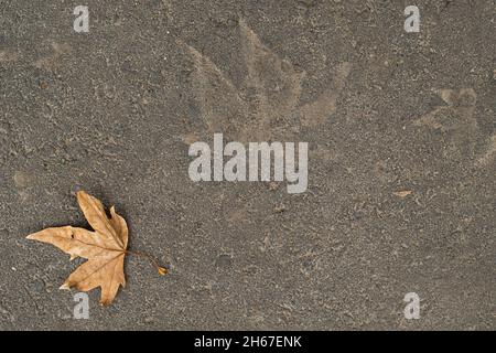 Ein Abdruck eines Herbstblattes auf dem Asphalt, daneben liegt ein trockenes Herbstblatt eines Baumes. Stockfoto