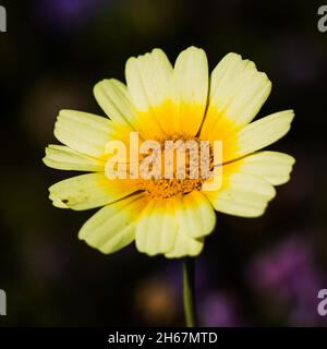 Quadratische Nahaufnahme einer gelben Chrysantheme auf unscharfem Hintergrund. Stockfoto