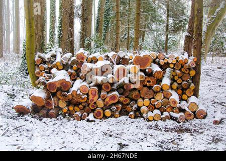 Schöne Aufnahme von vielen Baumstämmen in einem Wald im Winter. Stockfoto