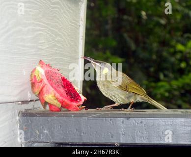 Lewin's Honeyeater (Meliphaga lewinii), Verkostung von roten Libellen auf Veranda Geländer, Crater Lakes National Park, in der Nähe von Lake Eacham, Atherton Tablelands, Stockfoto