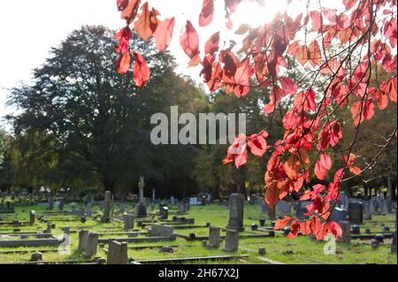 Nahaufnahme von roten Herbstblättern auf einem Kirschbaum-Ast mit Friedhofgräbern in sanftem Fokus Stockfoto