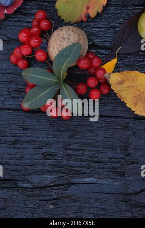 Ein flaches Lay aus verschiedenfarbigen Blättern und Beeren auf schwarzem Brett platziert - Herbst-Konzept Stockfoto