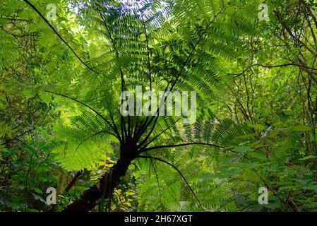 Ein üppig grüner Farnbaum in einem Wald in Neuseeland Stockfoto