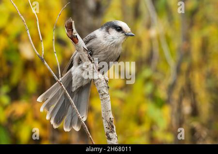 Nordamerika; Usa; Alaska; Brooks Range; Herbst; Tierwelt; Vögel; Perisoreus canadensis Stockfoto