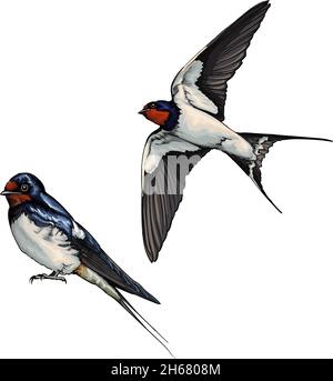 Weiße Schwalbe im Flug aus bunten Farben. Spritzer Aquarell, farbige Zeichnung, realistisch. Vektordarstellung von Farben Stock Vektor