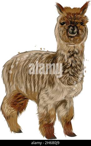 Bergalpaka, lama aus bunten Farben. Spritzer Aquarell, farbige Zeichnung, realistisch. Vektordarstellung von Farben Stock Vektor