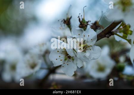 Rama con flores florecientes. Flores blancas en ramas de manzanos Stockfoto