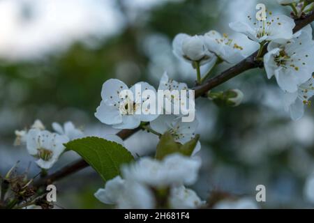 Rama con flores florecientes. Flores blancas en ramas de manzanos Stockfoto