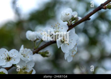Rama con flores florecientes. Flores blancas en ramas de manzanos Stockfoto