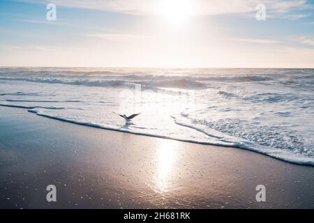 Sonnenuntergang am Strand und Silhouette einer fliegenden Möwe. Weiches Licht, wolkig Himmel Hintergrund, schöne blaue und rosa Farben Stockfoto