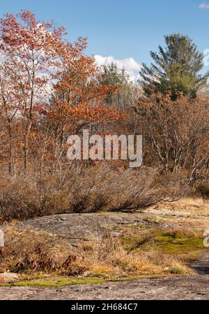 Pflanzenwachstum im Precambrian-Gestein bei Torrance Barrens im Herbst in Muskoka, Ontario Stockfoto