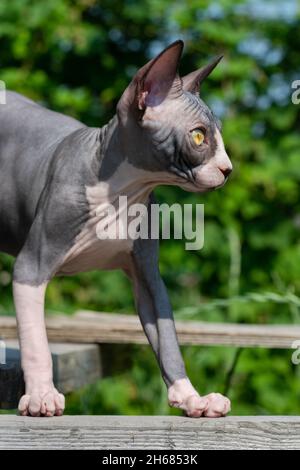 Die entzückende blau-weiße Sphynx-Katze steht auf Holzplanken auf dem Spielplatz der Zwingerei am sonnigen Sommertag und schaut weg. Das Kätzchen ist 4 Monate alt Stockfoto