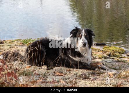 Ein australischer Schäferhund liegt auf Flechten neben einem See in Muskoka, Ontario Stockfoto