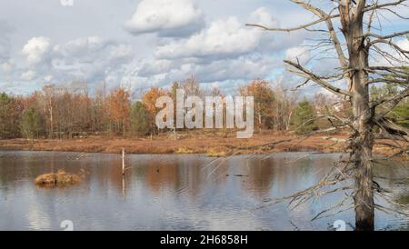 Vegetation auf Torrance Barrens Grundgestein im Spätherbst Stockfoto