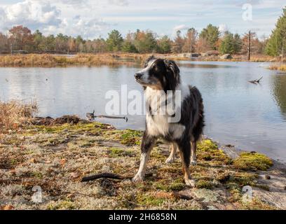 Ein Collie-Hund in den Feuchtgebieten von Torrance Barrens im Spätherbst Stockfoto