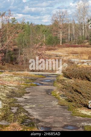 Pflanzen auf Pfaden über den Precambrian Schild in Ontario Stockfoto