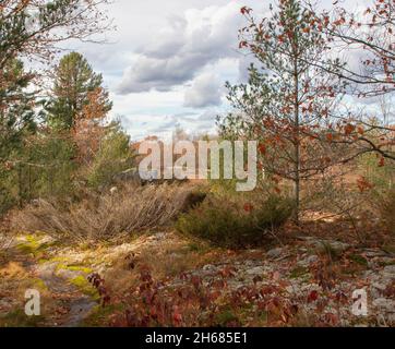 Farbenfrohe Vegetation auf den Wanderwegen bei Torrance Barrens im November Stockfoto