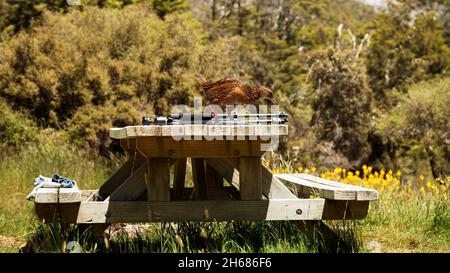 Ein diebischer Weka, der nach etwas sucht, das man mitnehmen kann. Kahurangi-Nationalpark, Neuseeland. Stockfoto