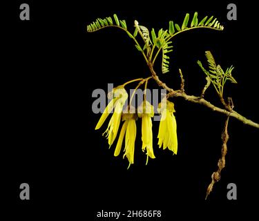 Der Kowhai ist einer der bekanntesten einheimischen Bäume Neuseelands. Nahaufnahme von Blumen, Blättern und Samenhülse vor schwarzem Hintergrund. Stockfoto