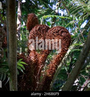 Eine Familie von neuen Farnwedeln namens Koru, die gerade beginnt, sich in einem neuen Blatt zu entfalten, Abel Tasman National Park, Neuseeland. Stockfoto