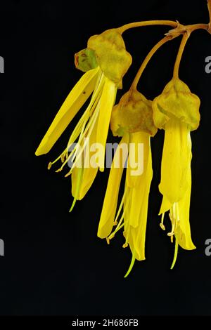 Der Kowhai ist einer der bekanntesten einheimischen Bäume Neuseelands. Nahaufnahme von Blumen vor schwarzem Hintergrund. Stockfoto