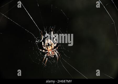 Weberspinne im Garten. Stockfoto