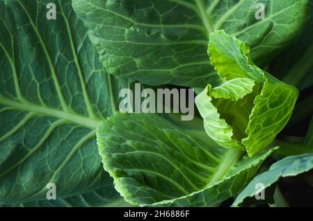 Nahaufnahme von frischem Kohl im Gemüsegarten. Stockfoto