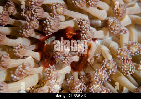 Orang-Utan-Krabbe, Oncinopus sp, unter den gestielten Flowerpot-Korallenpolypen, Goniopora sp, Gili Tepekong Tauchplatz, Candidasa, Bali, Indonesien Stockfoto