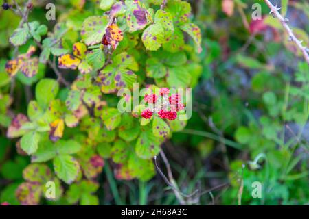 Beeren auf einem Busch im botanischen Garten von batumi Stockfoto