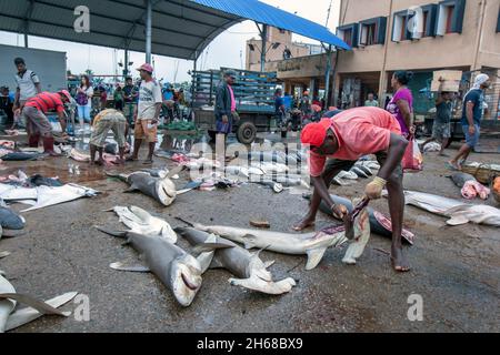 Ein Arbeiter schneidet einem Hai-Kadaver auf dem Negombo-Fischmarkt an der Westküste Sri Lankas den Kopf ab. Stockfoto