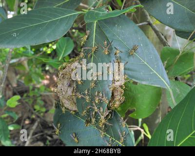 Eastern Yellowjacket Papierwespen hive in grünen Blatt Pflanzenbaum, Gruppe von europäischen Hornisse oder gemeinsame Vespa in Wald, Gelbe und schwarze Streifen Stockfoto